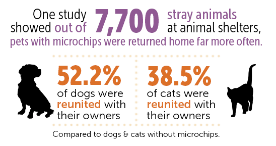 stats for microchipped animals 