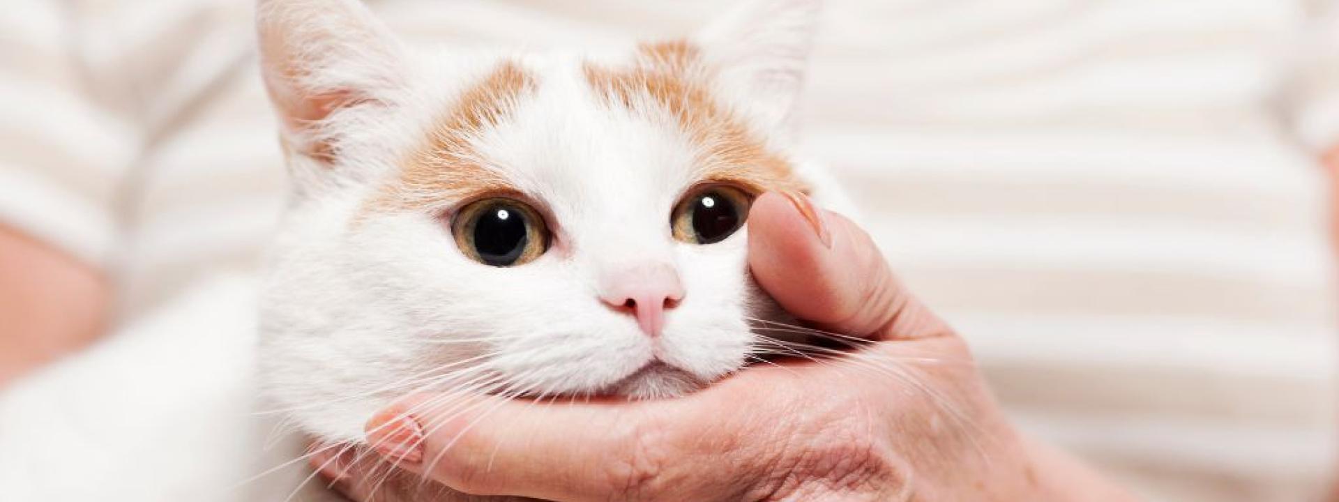 Owner holding cat's face.