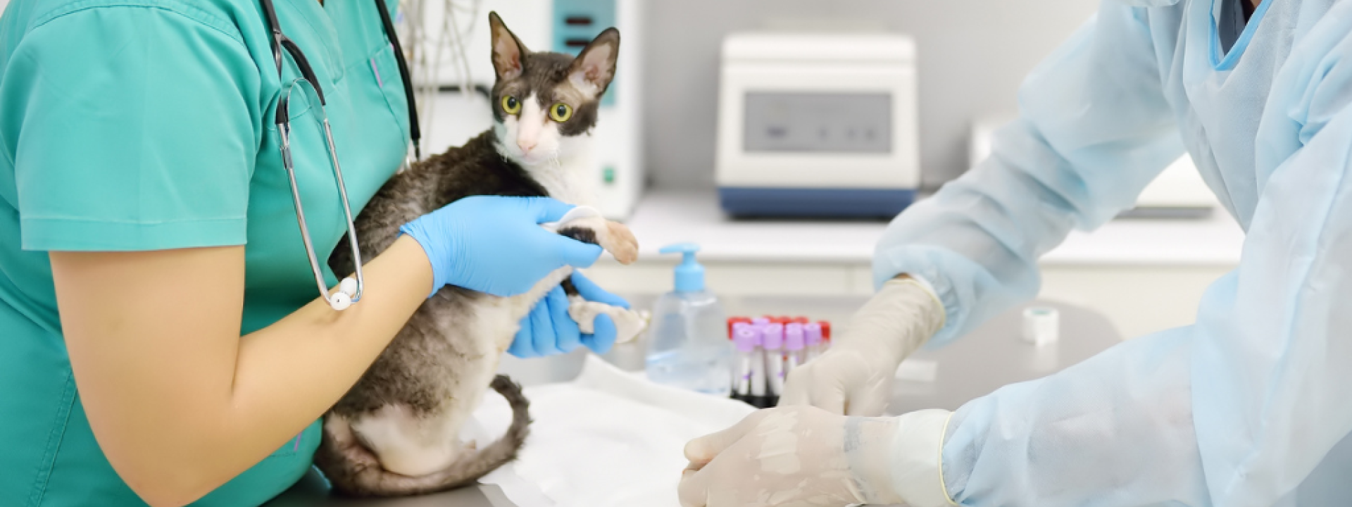 Cat being held for bloodwork
