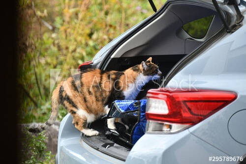 catincar