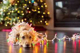 holiday picture with lights and dog