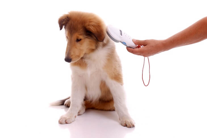 what does microchip mean in a dog