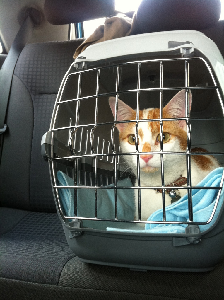 cat in carrier