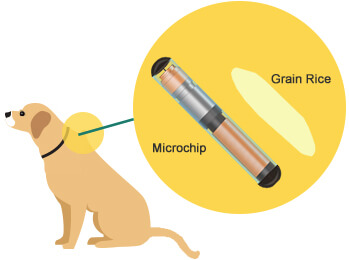 microchipping a dog