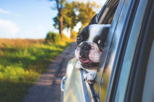 carwindowdog