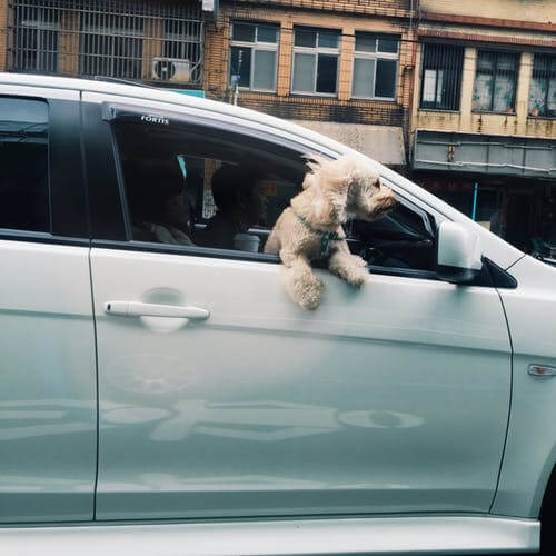 dogincar