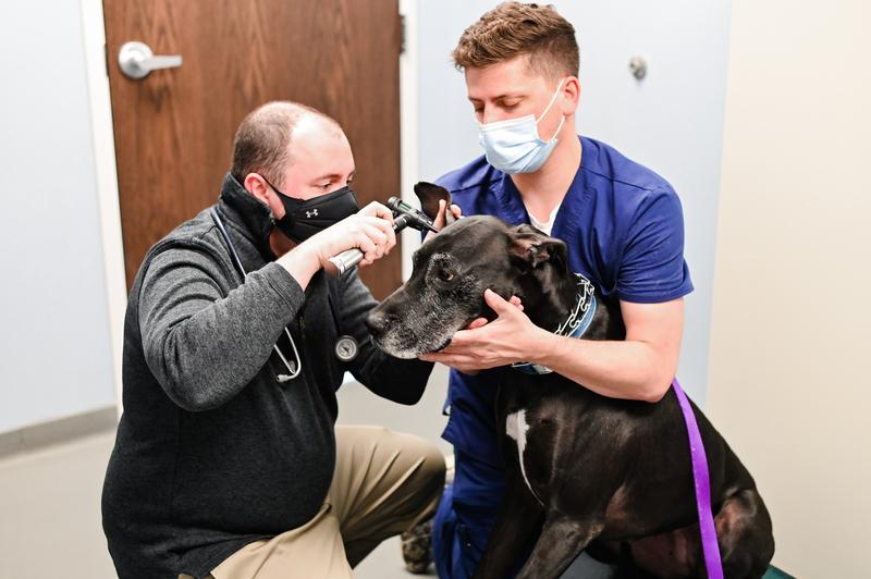 Murphy Ear Exam