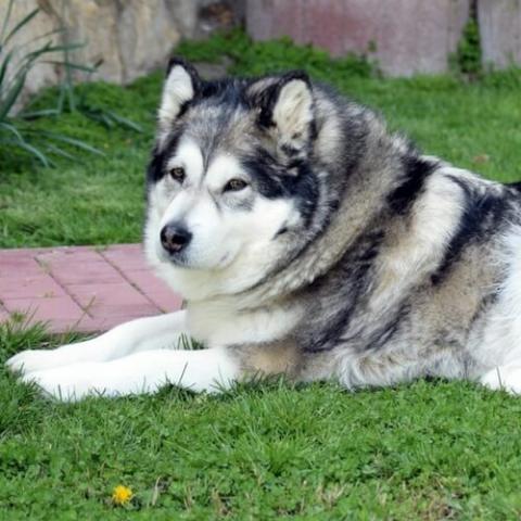 Alaskan Malamute Dog Breed Info Alaskan Malamute Dog Breed Info