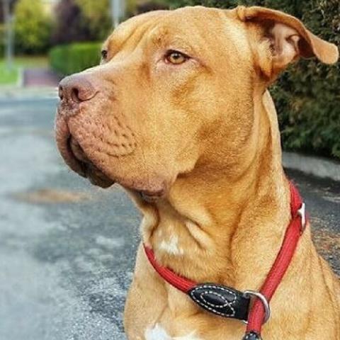 American Pitbull Terrier Dog Breed Info American Pitbull Terrier Dog Breed Info
