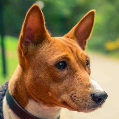Basenji Dog Breed Info Basenji Dog Breed Info