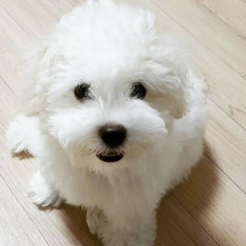 Bichon Frise Dog Breed Info Bichon Frise Dog Breed Info