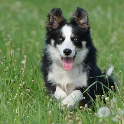Dogs like sales border collie