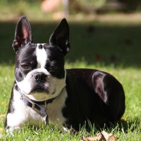 Boston Terrier Dog Breed Info Boston Terrier Dog Breed Info