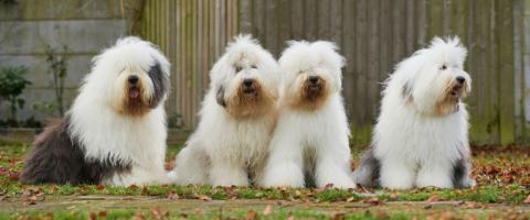 Four olde english sheepdogs on farm Four olde english sheepdogs on farm