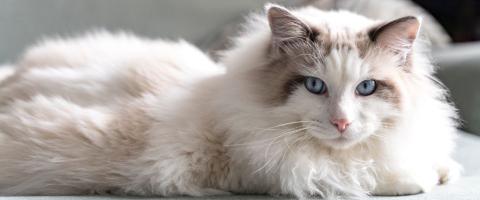 Ragdoll Cat Breed Ragdoll Cats