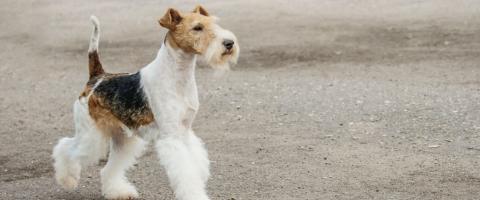 Wirehaired Fox Terrier Breed Wirehaired Fox Terrier Breed
