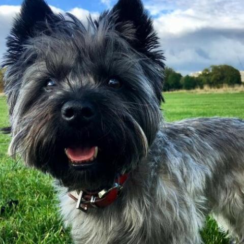 Cairn Terrier Dog Breed Info Cairn Terrier Dog Breed Info