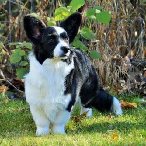 Cardigan Welsh Corgi Dog Breed Info Cardigan Welsh Corgi Dog Breed Info