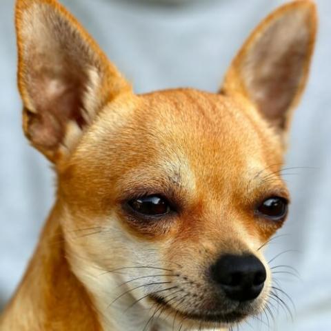 Chihuahua Dog Breed Info Chihuahua Dog Breed Info