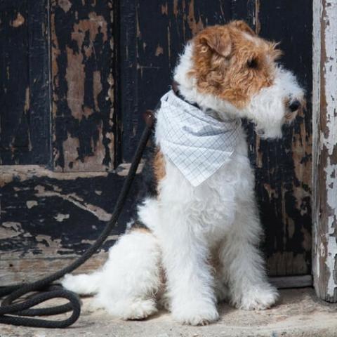 Wire Fox Terrier Dog Breed Info Wire Fox Terrier Dog Breed Info