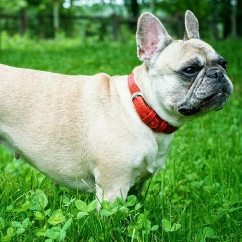 French Bulldog Dog Breed Info