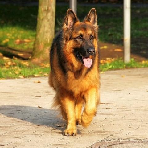 Dog photo sales jarman safed