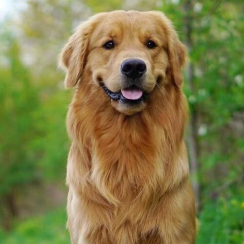 Golden retriever dog store