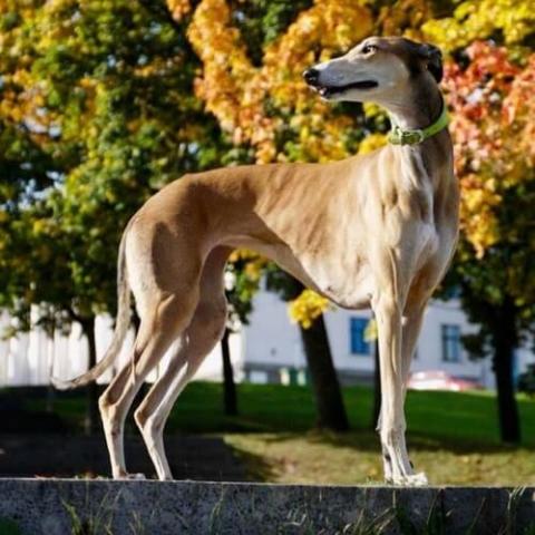 Greyhound Dog Breed Info