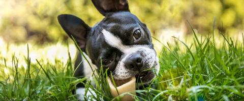 Boston Terrier chewing on bone, GeniusVets breed library Boston Terrier chewing on bone, GeniusVets breed library