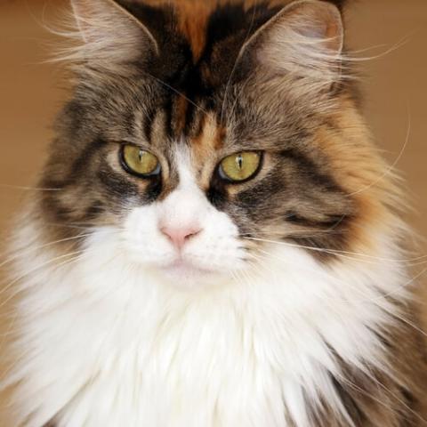 Maine Coon Cat Breed Info Maine Coon Cat Breed Info