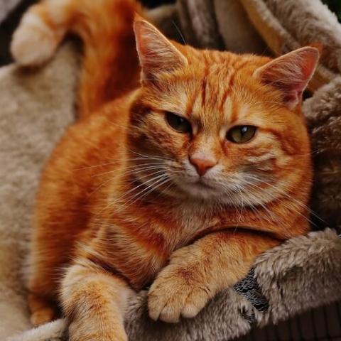 Mixed Breed Cat Breed Info Mixed Breed Cat Breed Info