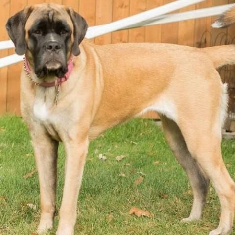 Giant Mixed Breed Dog Info