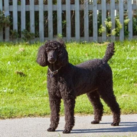 Standard Poodle Dog Breed Info