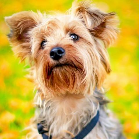 Yorkshire Terrier Dog Breed Info Yorkshire Terrier Dog Breed Info