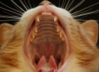 Cat Dental Health: What Cat Lovers Need to Know