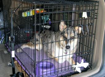 Disaster Preparedness Kits For Pets