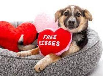 5 Valentine’s Day Date Ideas for You and Your Pet