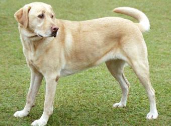 Everything you need to know about microchipping your dog!