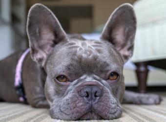 Advocating for Your Pet with IVDD:  Tips for Working with Your Veterinarian and Care Team