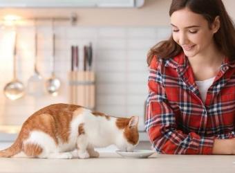 Thinking of Making Your Cat's Food? Read This First
