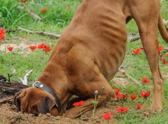 6 Common (And Curious!) Dog Behaviors and What They Mean