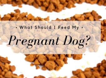 What Should I Feed My Pregnant Dog?