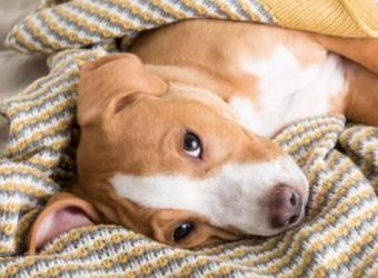 5 Common Illnesses in Dogs and What You Need to Know