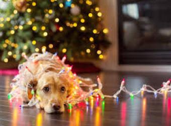 Holiday Hazards and Tips to Avoid Them!