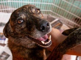 Happy National Rescue Dog Day: 7 Great Reasons to Adopt a Rescue Dog