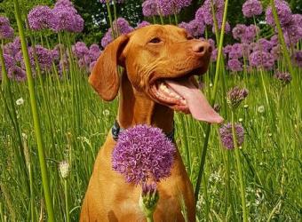 Does your dog have allergies?