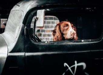 Tips for taking your pet to the vet!
