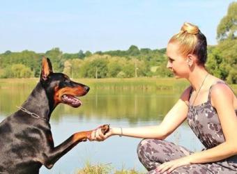 Does my dog need to come in annually for a wellness visit?