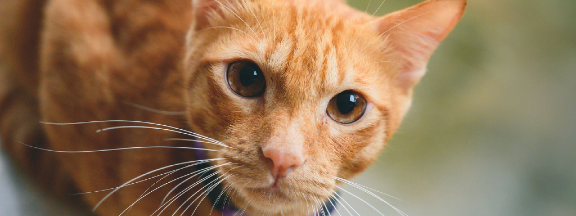 10-commonly-asked-questions-about-cats-hero-1.png