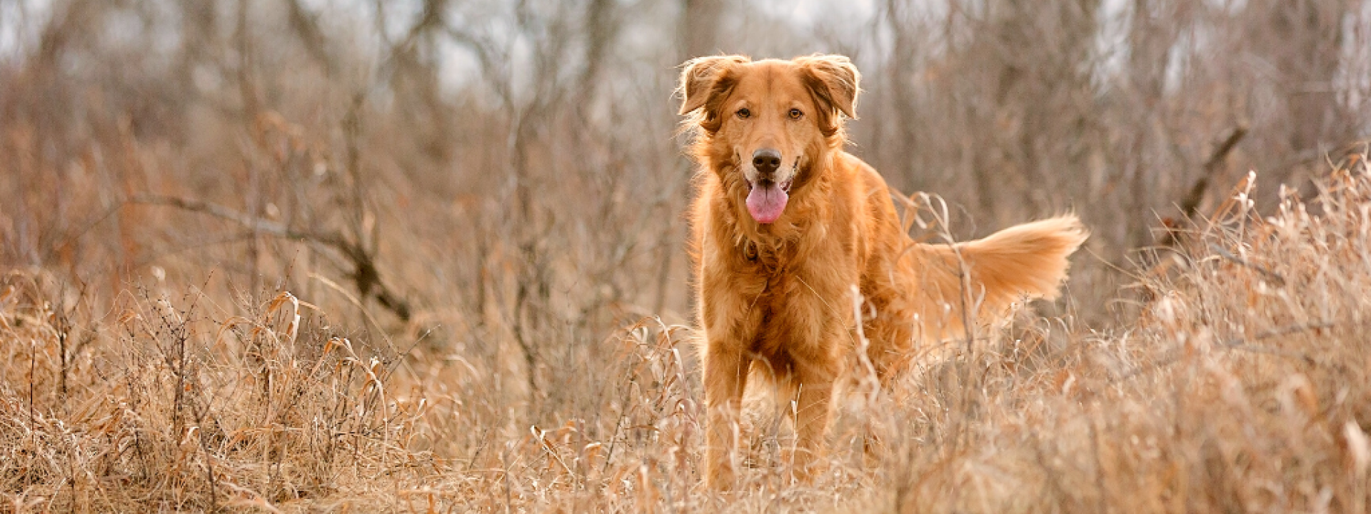 10-commonly-asked-questions-about-dogs-hero-1.png